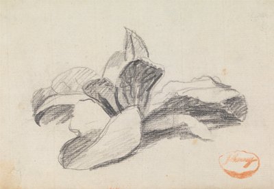 Étude de feuilles 2 - George Romney